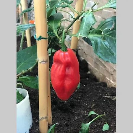 Pansiyon Ammy's House Câmara de Lobos