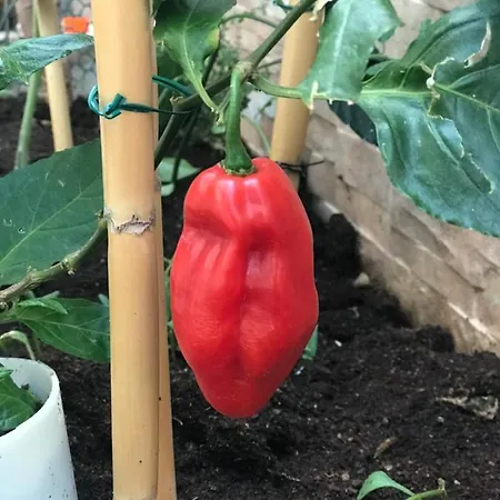 Pansiyon Ammy's House