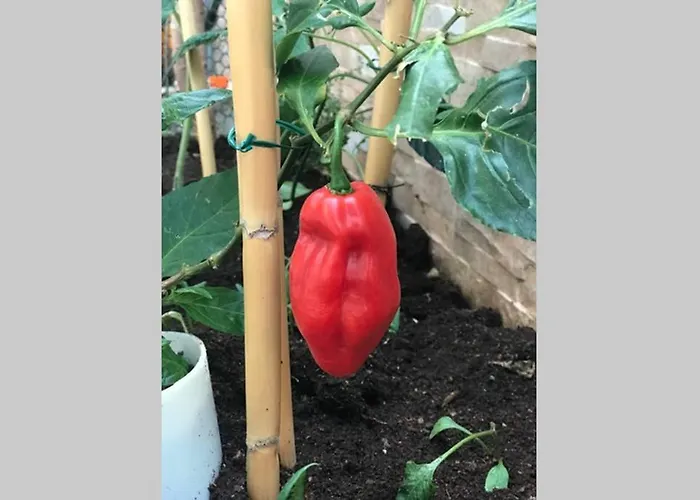 Ubytování v soukromí Ammy's House Câmara de Lobos