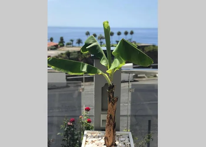 Ammy's House * Câmara de Lobos