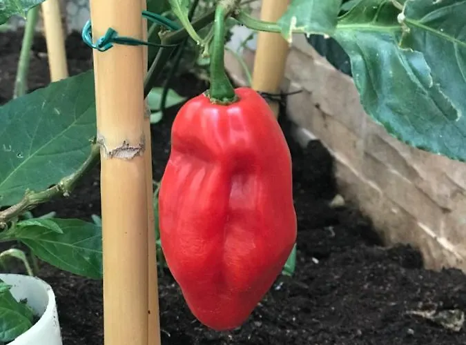 Homestay szállás Ammy's House