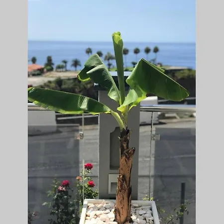 Ammy's House * Câmara de Lobos